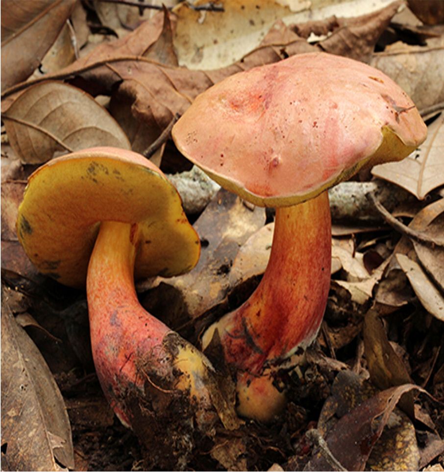 Two Lanmaoa asiatica fruiting bodies in leaf litter: rose-red caps, yellow pore surfaces, red-flushed stipes