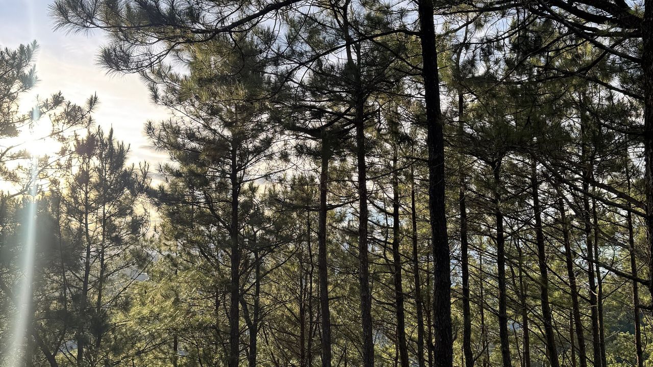 Benguet pine forest on a Cordillera ridge in morning light
