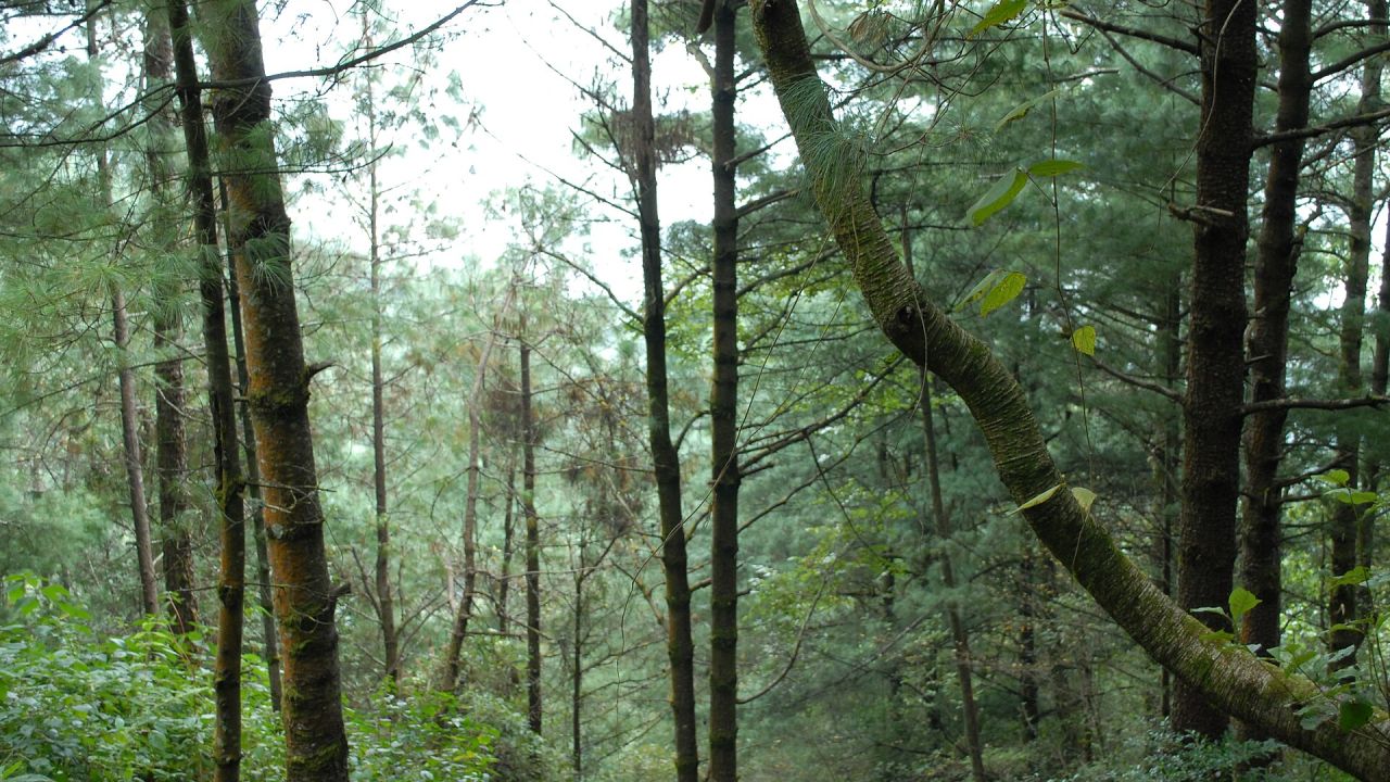 Mixed pine forest on a mountain slope in Yunnan